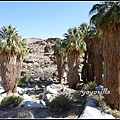 美國 加州 棕 櫚泉 印地安峽谷 峽谷部分 Indian Canyons, Palm Springs, CA, USA