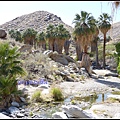 美國 加州 棕 櫚泉 印地安峽谷 峽谷部分 Indian Canyons, Palm Springs, CA, USA