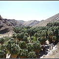 美國 加州 棕 櫚泉 印地安峽谷 峽谷部分 Indian Canyons, Palm Springs, CA, USA