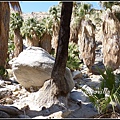 美國 加州 棕 櫚泉 印地安峽谷 峽谷部分 Indian Canyons, Palm Springs, CA, USA