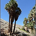 美國 加州 棕 櫚泉 印地安峽谷 峽谷部分 Indian Canyons, Palm Springs, CA, USA