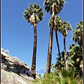 美國 加州 棕 櫚泉 印地安峽谷 峽谷部分 Indian Canyons, Palm Springs, CA, USA