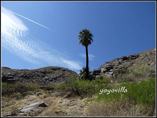 美國 加州 棕 櫚泉 印地安峽谷 峽谷部分 Indian Canyons, Palm Springs, CA, USA