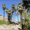 美國 加州 棕 櫚泉 印地安峽谷 峽谷部分 Indian Canyons, Palm Springs, CA, USA