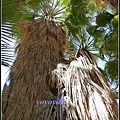 美國 加州 棕 櫚泉 印地安峽谷 峽谷部分 Indian Canyons, Palm Springs, CA, USA