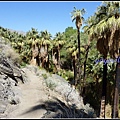 美國 加州 棕 櫚泉 印地安峽谷 峽谷部分 Indian Canyons, Palm Springs, CA, USA