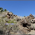 美國 加州 棕 櫚泉 印地安峽谷 峽谷部分 Indian Canyons, Palm Springs, CA, USA