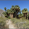 美國 加州 棕 櫚泉 印地安峽谷 峽谷部分 Indian Canyons, Palm Springs, CA, USA