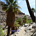 美國 加州 棕 櫚泉 印地安峽谷 峽谷部分 Indian Canyons, Palm Springs, CA, USA