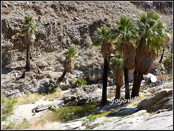 美國 加州 棕 櫚泉 印地安峽谷 峽谷部分 Indian Canyons, Palm Springs, CA, USA