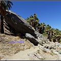 美國 加州 棕 櫚泉 印地安峽谷 峽谷部分 Indian Canyons, Palm Springs, CA, USA