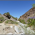 美國 加州 棕 櫚泉 印地安峽谷 峽谷部分 Indian Canyons, Palm Springs, CA, USA