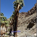 美國 加州 棕 櫚泉 印地安峽谷 峽谷部分 Indian Canyons, Palm Springs, CA, USA