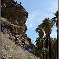 美國 加州 棕 櫚泉 印地安峽谷 峽谷部分 Indian Canyons, Palm Springs, CA, USA