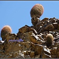 美國 加州 棕 櫚泉 印地安峽谷 峽谷部分 Indian Canyons, Palm Springs, CA, USA