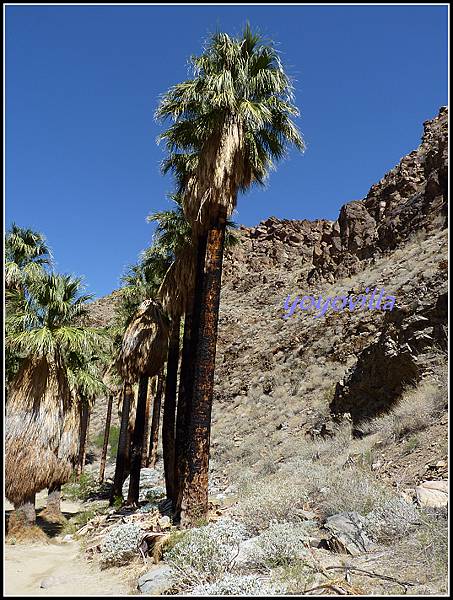 美國 加州 印地安峽谷 山峽 Indian Canyons, CA, USA