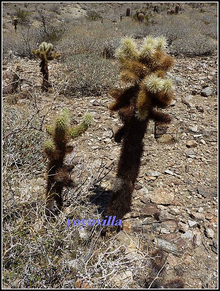 美國 加州 印地安峽谷 山峽 Indian Canyons, CA, USA