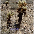 美國 加州 印地安峽谷 山峽 Indian Canyons, CA, USA