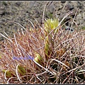 美國 加州 印地安峽谷 山峽 Indian Canyons, CA, USA