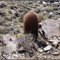 美國 加州 印地安峽谷 山峽 Indian Canyons, CA, USA