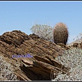 美國 加州 印地安峽谷 山峽 Indian Canyons, CA, USA