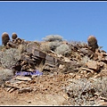 美國 加州 印地安峽谷 山峽 Indian Canyons, CA, USA