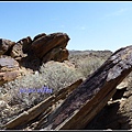 美國 加州 印地安峽谷 山峽 Indian Canyons, CA, USA