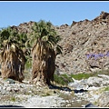 美國 加州 印地安峽谷 山峽 Indian Canyons, CA, USA