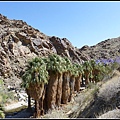 美國 加州 印地安峽谷 山峽 Indian Canyons, CA, USA