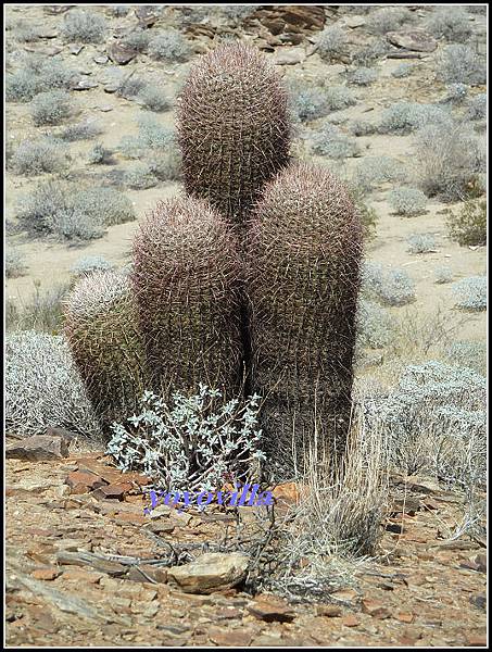 美國 加州 印地安峽谷 山峽 Indian Canyons, CA, USA