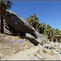 美國 加州 印地安峽谷  Indian Canyons, CA, USA