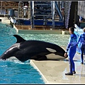 美國 加州 聖地牙哥 海洋公園 Sea World, San Diego, CA