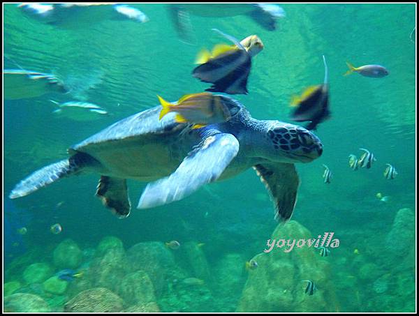 美國 加州 聖地牙哥 海洋公園 Sea World, San Diego, CA