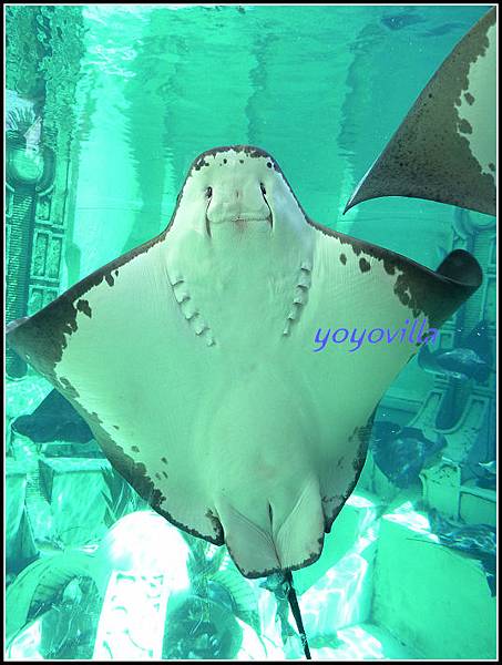 美國 加州 聖地牙哥 海洋公園 Sea World, San Diego, CA