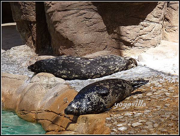 美國 加州 聖地牙哥 海洋公園 Sea World, San Diego, CA