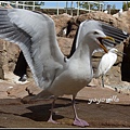 美國 加州 聖地牙哥 海洋公園 Sea World, San Diego, CA