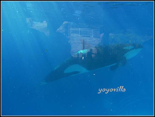 美國 加州 聖地牙哥 海洋公園 Sea World, San Diego, CA