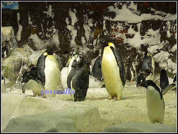 美國 加州 聖地牙哥 海洋公園 Sea World, San Diego, CA