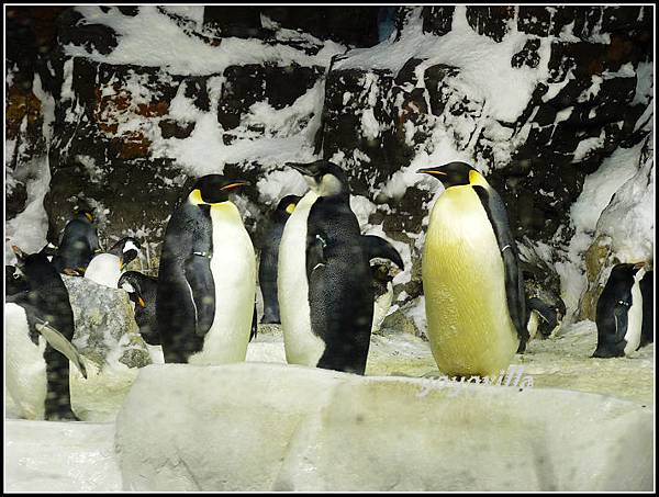 美國 加州 聖地牙哥 海洋公園 Sea World, San Diego, CA