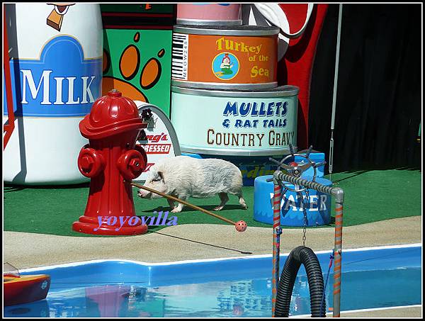 美國 加州 聖地牙哥 海洋公園 Sea World, San Diego, CA