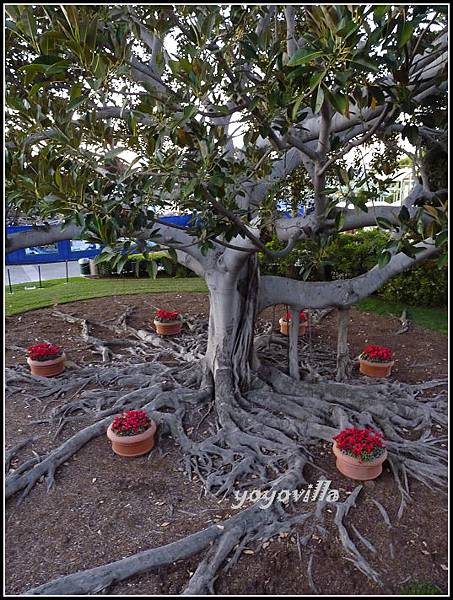 美國 加州 聖地牙哥 海洋公園 Sea World, San Diego, CA