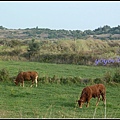 葡萄牙 薩格里什 Sagres, Portugal 