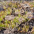 葡萄牙 薩格里什 Sagres, Portugal 