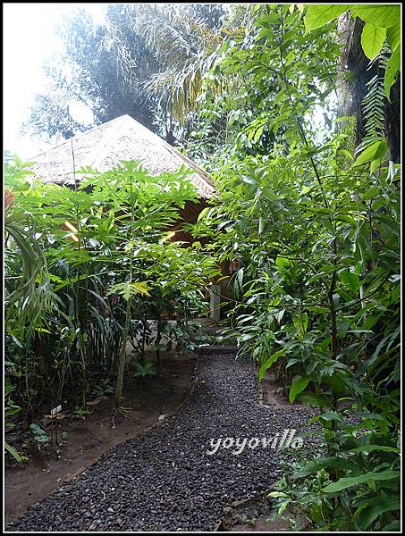 巴釐島 貓屎咖啡 civet coffee, Bali 