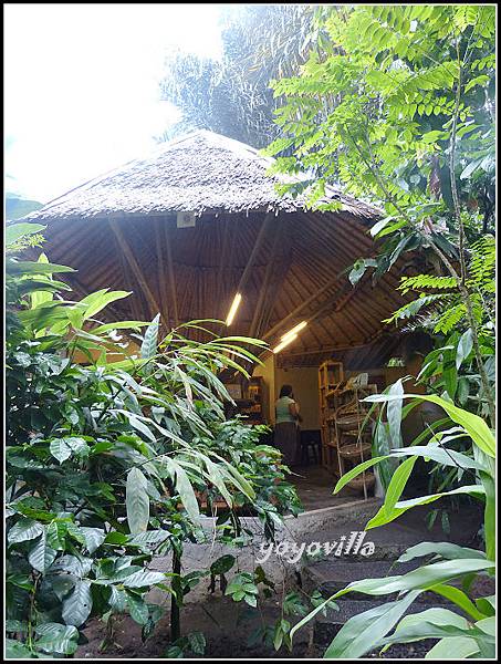 巴釐島 貓屎咖啡 civet coffee, Bali 