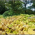 秋天的顏色 Autumn in Germany