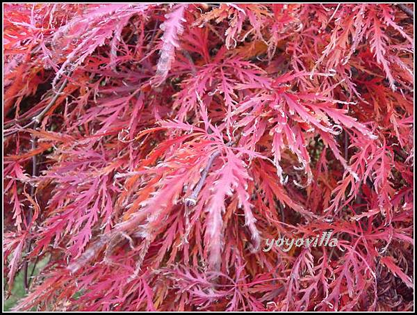 秋天的顏色 Autumn in Germany