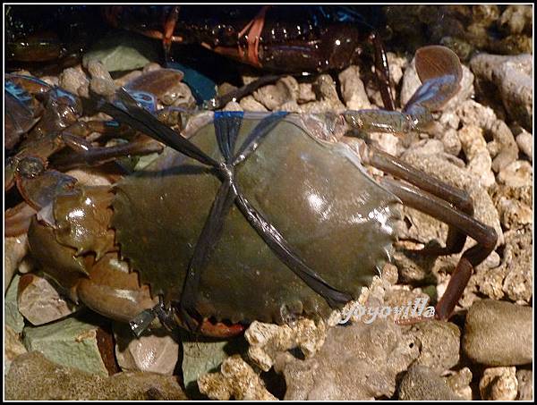 巴釐島 食物 