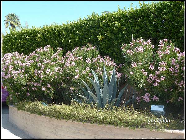 美國 加州 棕梠泉  市區 Palm Springs, CA, USA