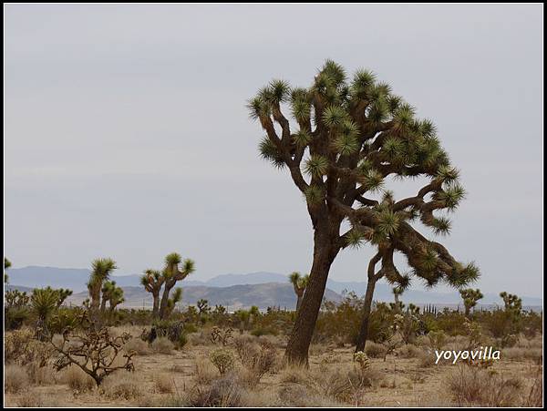 美國 加州 66號公路